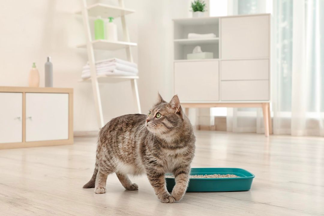Cats Tracking Litter Around the House? Here's the Fix Pettable